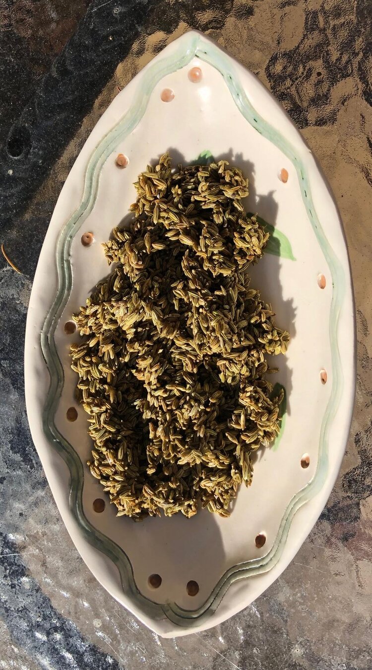 Candied Fennel Seeds Gathering Thyme Herb School