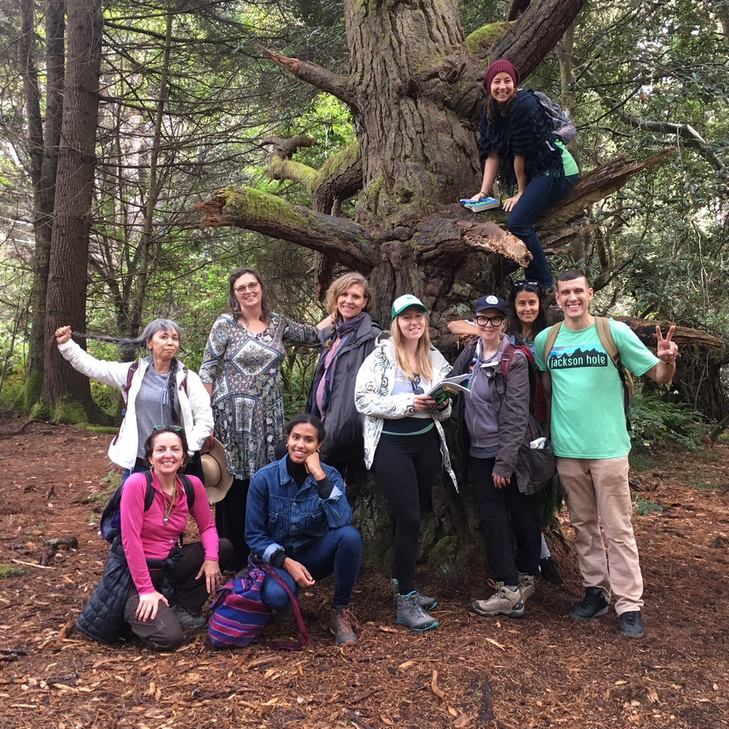 Foundations in Traditional Western Herbalism Gathering Thyme Herb School