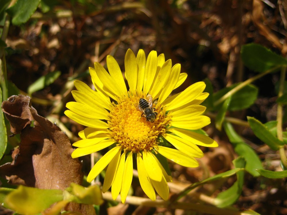 California Native Bees in Herbal Gardens Gathering Thyme Herb School