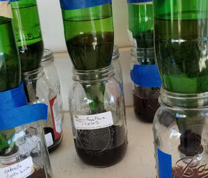 Community Herbalism - Intermediate Herbal Studies
