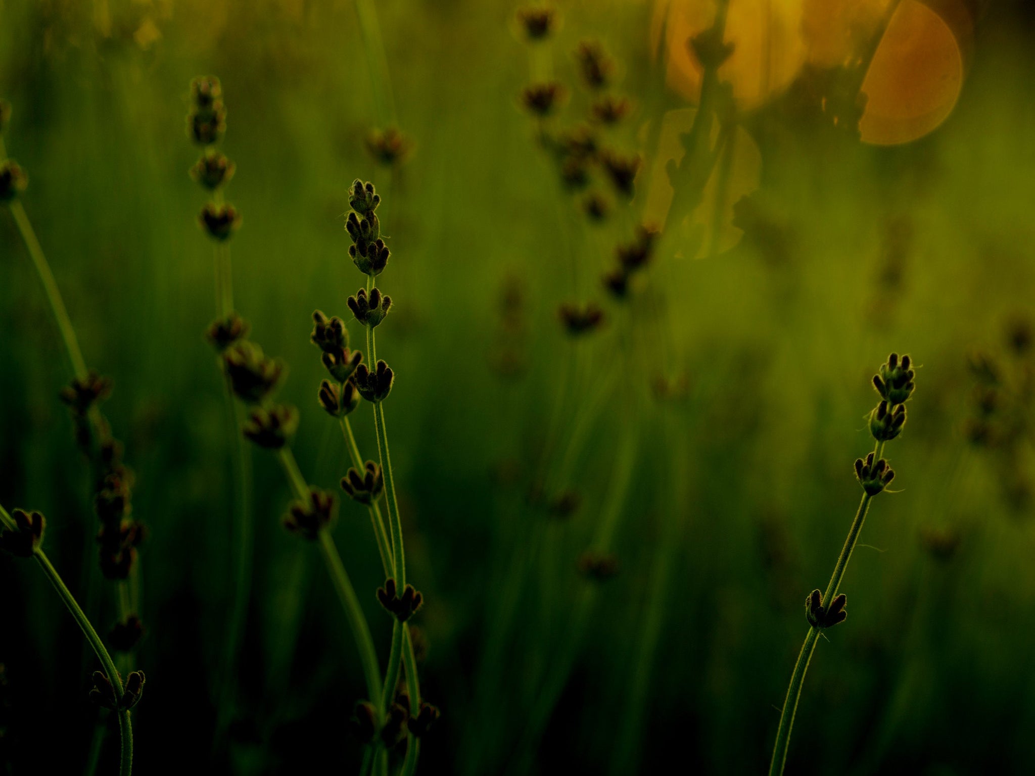 Gathering Thyme School of Western Herbalism Gathering Thyme Herb School