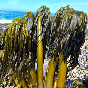 Seaweed Foraging at Shell Beach, Sonoma April 24 & April 28