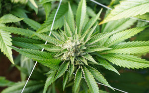 Grow Your Own Outdoor Cannabis