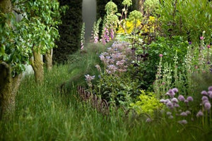 Design & Grow Your Own Medicinal Herb Garden