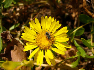 California Native Bees in Herbal Gardens